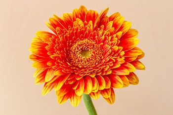 gerbera