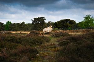 Schaf und sein Lamm | Park Drents- Fryske Wold
