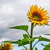 Een veld met zonnebloemen tussen Stäbelow en Clausdorf bij Rostock van Rico Ködder