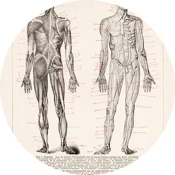 Menselijk lichaam. De spieren van de mens van Studio Wunderkammer