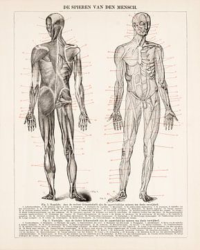 Der menschliche Körper. Menschliche Muskeln von Studio Wunderkammer
