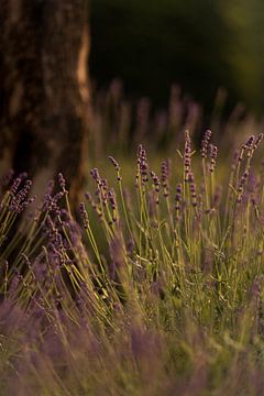 Lavender in bloom in golden hour sunlight by Mayra Fotografie