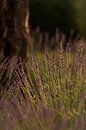 Blühender Lavendel in der goldenen Stunde des Sonnenlichts von Mayra Fotografie Miniaturansicht