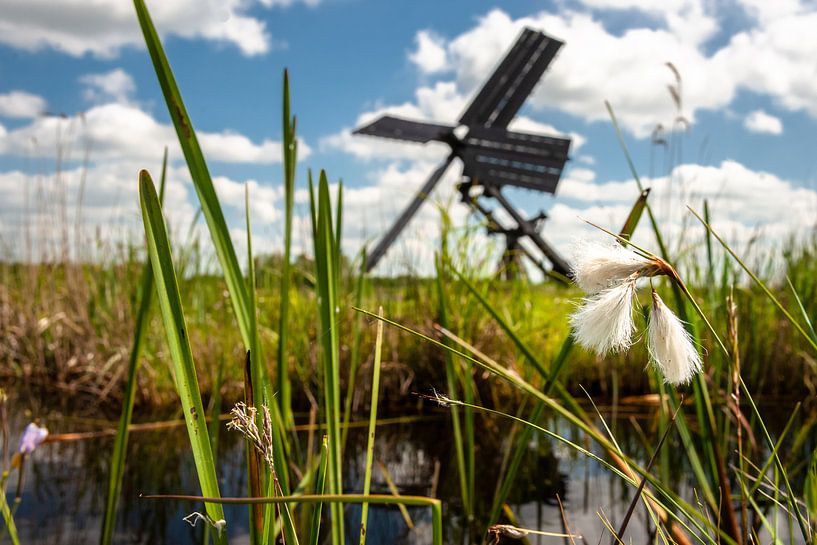 Weiße flaumige blühende Sumpfpflanzen in den Niederlanden von Fotografiecor .nl