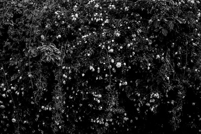 Mélancolie par fleur coevoet