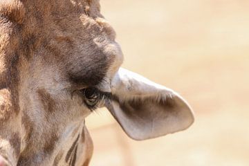 Curious giraffe by Floor Wessels