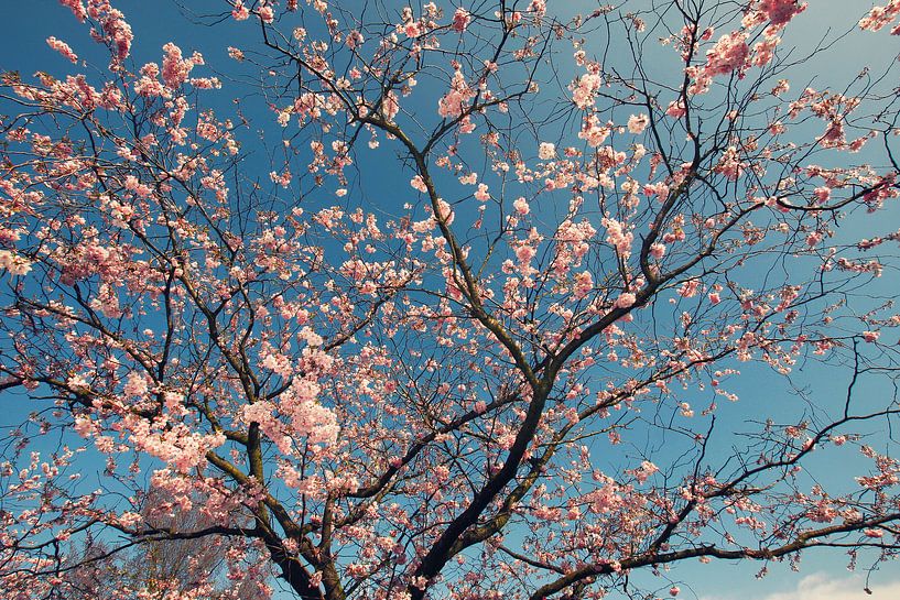 Bloesems von Bob Bleeker