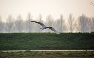 Witte reiger in vogelvlucht van Michael van Eijk