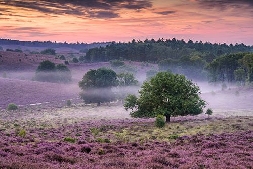 Zonsopkomst op de Posbank