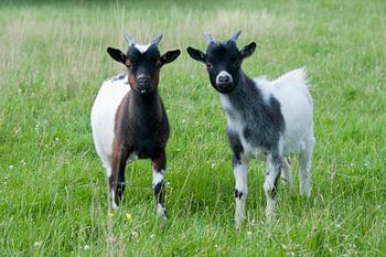 Cute little goats in the meadow