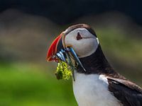 Papageitaucher, Schottland