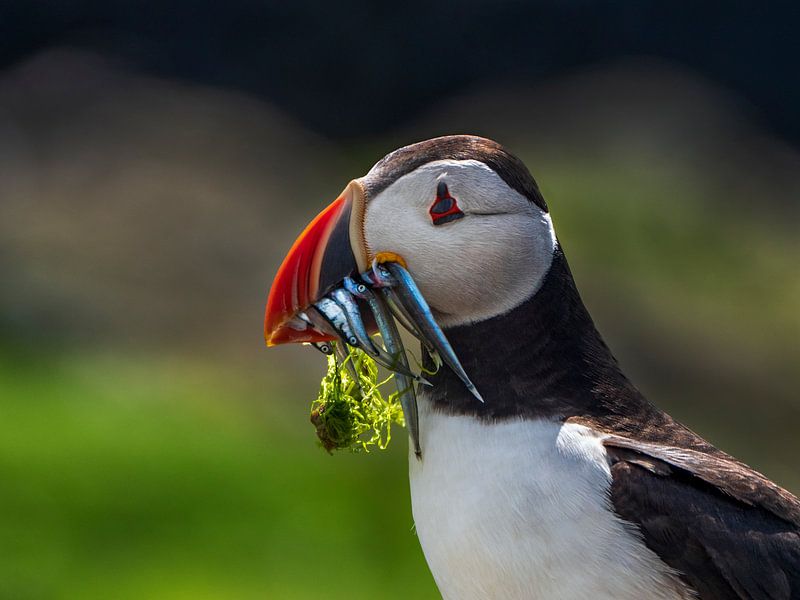 Puffins, Scotland by suuspixs