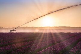Tulpen aus dem Norden, Oldenzijl von Ronnie Schuringa