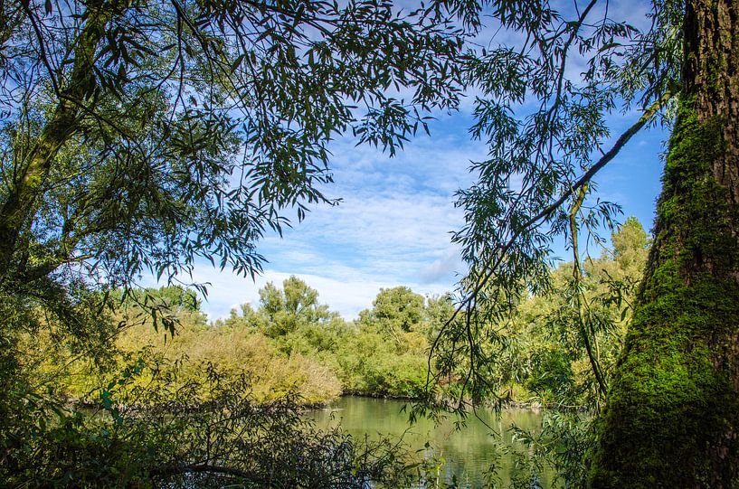 View from the Biesbosch by RB-Photography