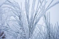 Witte wonderland, plantjes bedekt in een laagje sneeuw van Karijn | Fine art Natuur en Reis Fotografie thumbnail