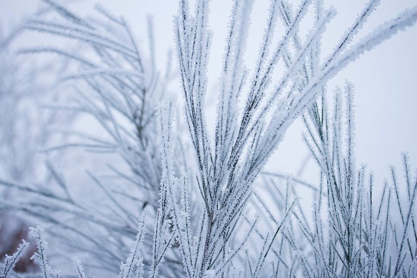 Weisses Wunderland, von einer Schneeschicht bedeckte Pflanzen von Karijn | Fine art Natuur en Reis Fotografie