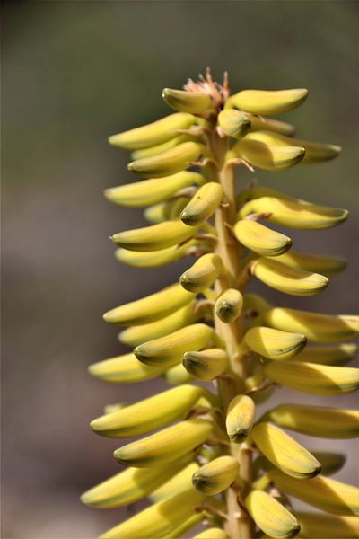 Blume der Aloe Vera auf Bonaire. von Silvia Weenink