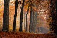 Bomen in de herfst van Jacco van Son thumbnail