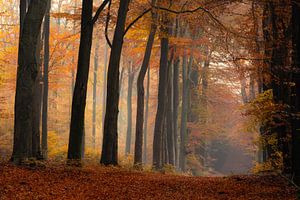 Bomen in de herfst van Jacco van Son
