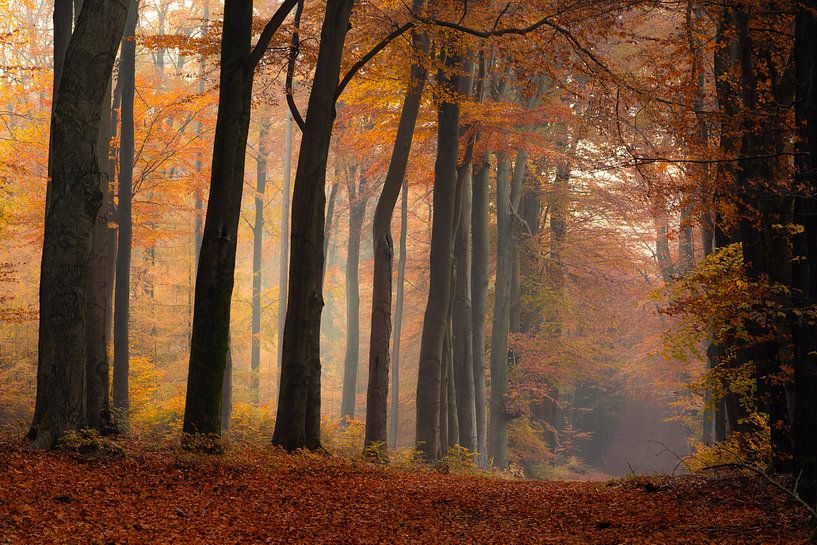 Les arbres en automne par Jacco van Son