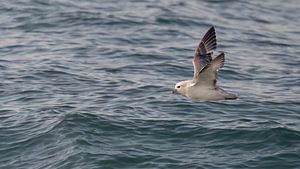 Ein Eissturmvogel fliegt tief über das Meer