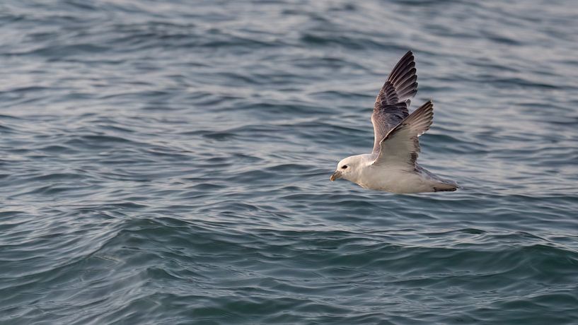 Ein Eissturmvogel fliegt tief über das Meer von Anges van der Logt