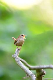 Wren