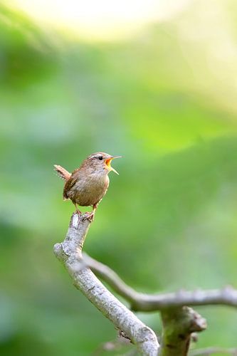 Wren