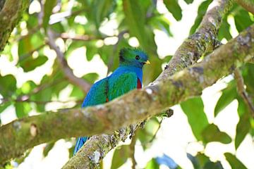 Quetzal (bunter Vogel aus Mittelamerika) von Rini Kools