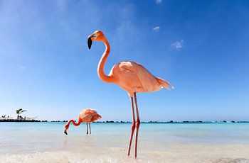 Flamingo auf Aruba