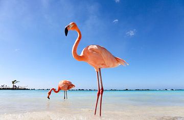 Flamingo on Aruba by Marit Lindberg