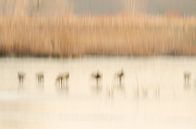 Abstract landscape with geese by Hans Debruyne thumbnail