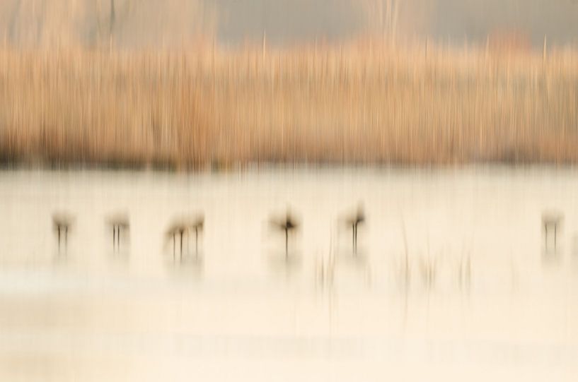 Abstract landscape with geese by Hans Debruyne