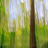 kreative Waldfotografie von Horst Husheer