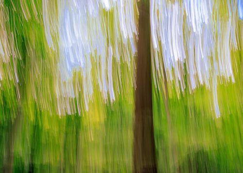 kreative Waldfotografie von Horst Husheer