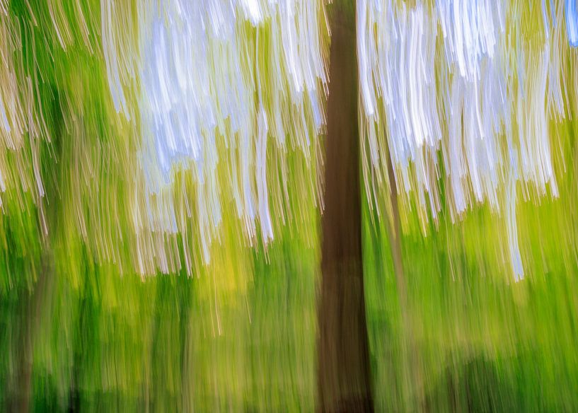 creative forest photography by Horst Husheer