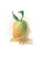 Mangifera Indica