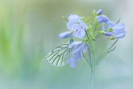 Der Kleine Weißling (Pieris napi)