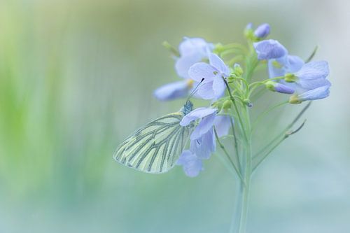 Het klein geaderd witje (Pieris napi)
