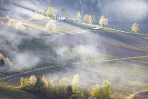 Weinberge an der Mosel, Leiwen