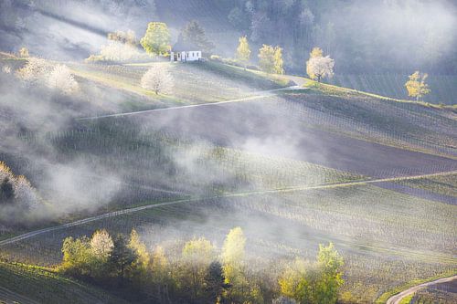 Vignobles le long de la Moselle, Leiwen