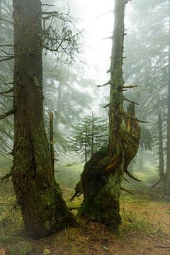 Mystical misty atmosphere in the mountain spruce forest 6 by Holger Spieker