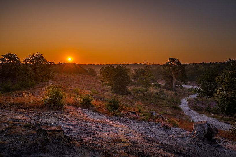 Sunrise at Brunssummerheide / Heather landscape by Maurice Meerten