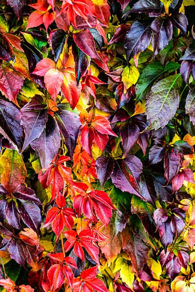 Selbstkletternde Jungfernrebe im Herbst von Dieter Walther