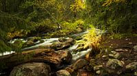 Herfst rivier II, Fulufjallet Nationaal Park, Zweden