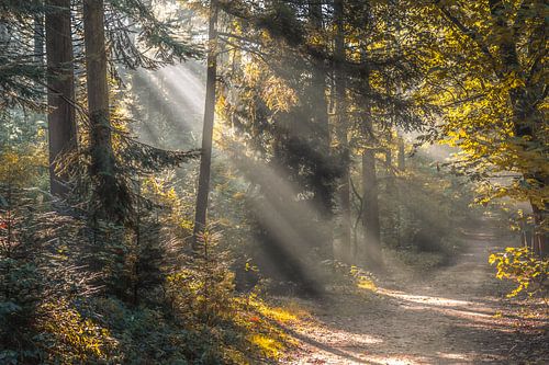 Solarschwader im Wald