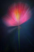 Moderne Blume Mohnblume Rosa