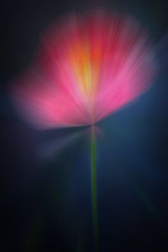 Modern Flower Papaver Roze van Maneschijn FOTO
