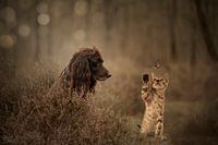 Cat and dog