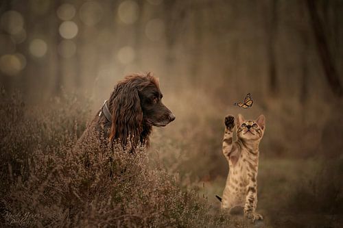 Katze und Hund